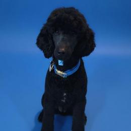 Luna - Poodle