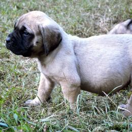 Mastiffs from Sylvan Mastiffs
