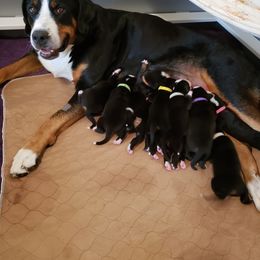 Greater Swiss Mountain Dog Puppies from Prairie Winds Greater Swiss Mountain Dogs