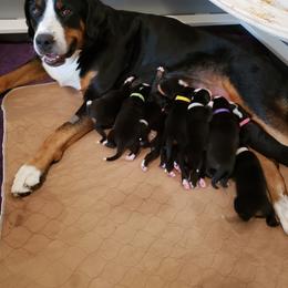 Greater Swiss Mountain Dog Puppies from Prairie Winds Greater Swiss Mountain Dogs