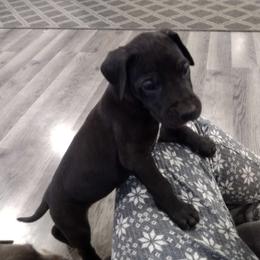 Pretty Boy - $ Reduced - Black Great Dane puppy in Marshall, Michigan from Dream K9