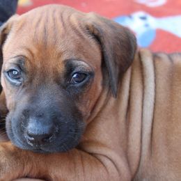 Girl 1 - female Rhodesian Ridgeback puppy in Broussard, Louisiana from Karamojo Ridgebacks,  Quality over Quantity