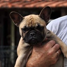 Joy - French Bulldog