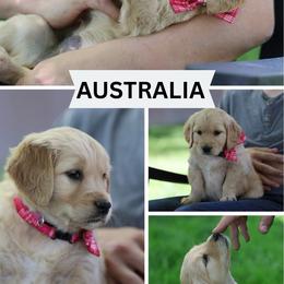 Australia - Golden female Golden Retriever puppy in Payette, Idaho from Stonewick Retrievers