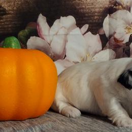 Coton de Tulear Puppies from Marilyn Edwards