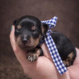 Boy 1 - Black and tan male Dachshund puppy in Winter Haven, Florida from Davidson's Dachshunds