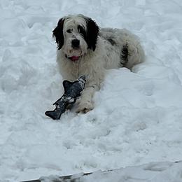 Lucy - Saint Berdoodle