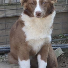Polar - Australian Shepherd puppy from A&M Australian Shepherds