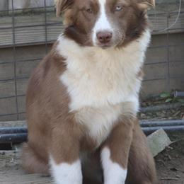 Polar - Australian Shepherd puppy from A&M Australian Shepherds