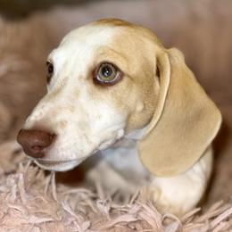 Boy 2 - Piebald male Dachshund puppy in Fredonia, Arizona from Desert Horizon Dachshunds