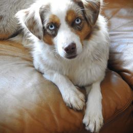 Marla - Australian Shepherd