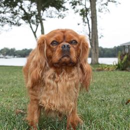 Toby - Cavalier King Charles Spaniel