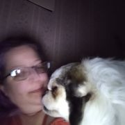 Tibetan Spaniel All Grown Up from Bandor Tibetans