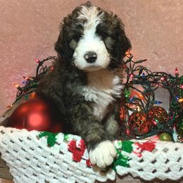 Bernedoodle Puppies from Moose Tracks Bernedoodles