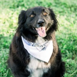 Marley  - Australian Shepherd