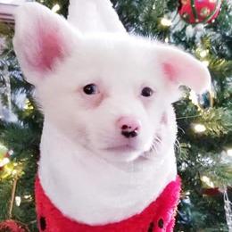 American Corgi and Pembroke Welsh Corgi Puppies from Whimsical Treasure Corgis