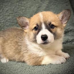 Girl 3 - Red female Pembroke Welsh Corgi puppy in Surprise, Arizona from Ruff and Rowdy Corgis