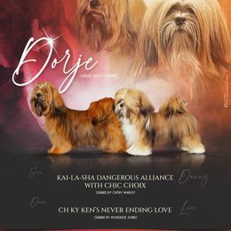 Lhasa Apsos, Maltese, and Poodles from Toy Poodle and Maltese Perfection