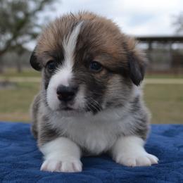 Fern - Sable male Pembroke Welsh Corgi puppy in Edna, Texas from MG Corgis