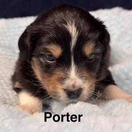 Porter - Black tri-color male Australian Shepherd puppy in Wrightstown, New Jersey from Hartzland Farm Australian Shepherds
