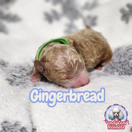 Gingerbread - Apricot male Poodle puppy in Hoagland, Indiana from Kandyland Kennels