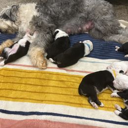 Old English Sheepdog Puppies from Walnut Ridge Farms OES