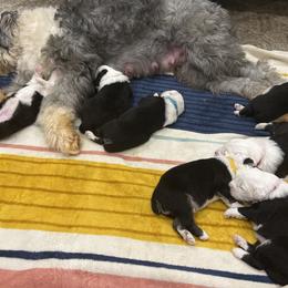 Old English Sheepdog Puppies from Walnut Ridge Farms OES