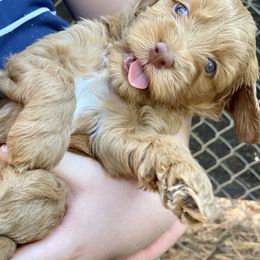 Australian Labradoodle Puppies from Salona- Australian Labradoodles of North America