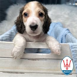 Maserati - Piebald Dachshund puppy in Murfreesboro, Tennessee from Kimbrie's Dream Cream Doxies