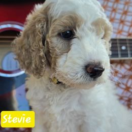 Stevie - Parti female Goldendoodle puppy in Seymour, Tennessee from Lollie's Doodles
