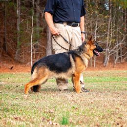 Golf - German Shepherd