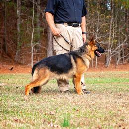 Golf - German Shepherd