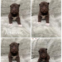 Vermont - Red and white male Siberian Husky puppy in London, Ohio from Rose Trail Siberian’s
