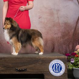 Shetland Sheepdogs from StarsAlign kennels