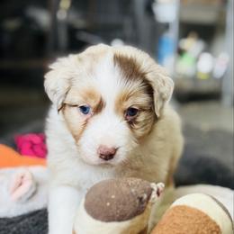 Versace - Red merle female Australian Shepherd puppy in Ashland, Ohio from SS Australian Shepherds