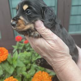 Boy 2 - Black and tan male Dachshund puppy in Gouverneur, New York from Dack Dachshunds