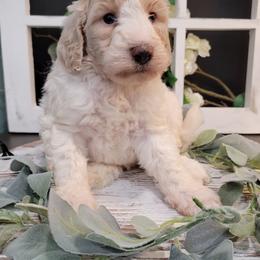 Aussiedoodle and Goldendoodle Puppies from Hunting Creek Kennels