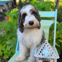 Murphy (reduced) - Merle male Cavapoo puppy in Underwood, Minnesota from Tru Cuddle Pups