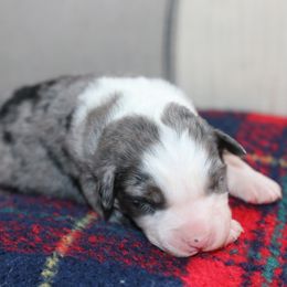 Boy 4 - male Australian Shepherd puppy in Noxon, Montana from MITIN Aussies AKC Standard Australian Shepherds