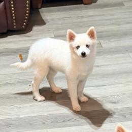 Ariya's white boy 3 - White male Pomsky puppy in Enid, Oklahoma from Mile Hi Pomskies