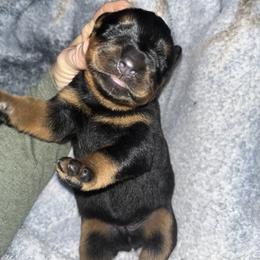 Rottweiler Puppies from Vom Arnold-Hause Rottweilers