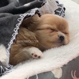 Chihuahua Puppies from Bayberry Chihuahuas