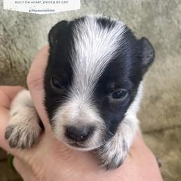Australian Cattle Dog Puppies from Grit ‘n’ Grace Ranch