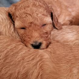 Poodle Puppies from Cedar House Heritage Poodles