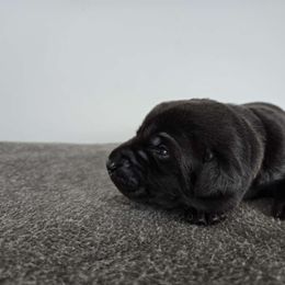 Tan - Black Labrador Retriever puppy in Meadville, Pennsylvania from Condition 1 Retrievers