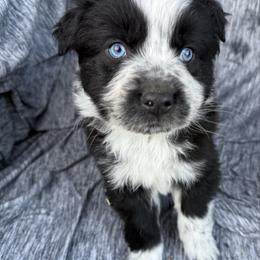 Boots - Black & white male Australian Shepherd puppy in Quaker City, Ohio from Wagon Wheel Aussies and Corgi’s