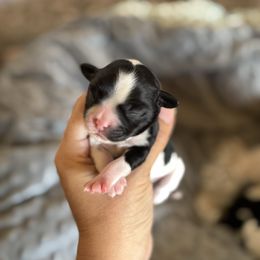 Milagro - Black and white female Cavatzu puppy in Turlock, California from Charming Woofs