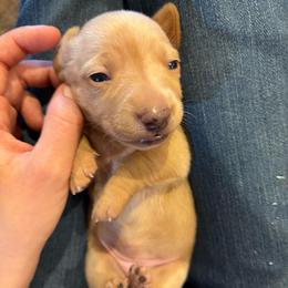Ponyta - Cream female Dachshund puppy in Edmond, Oklahoma from Okie Puppies