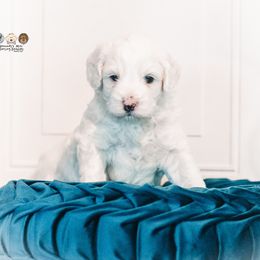 Phil - Cream male Goldendoodle puppy in Lima, Ohio from Hommel’s Mini Darling Doodles