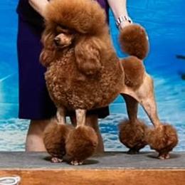 Poodles from Tribal Poodles
